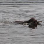 Harris-swimming Labrador retreiver with stick swimming in River Clyde