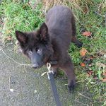 Young german shepherd puppy