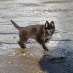 Puppy standing near the water