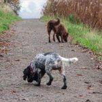Dog walking in Renfrewshire