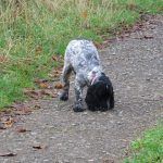 Small blue roan cocker spaniel