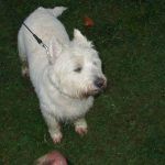 clover Westie walking in Erskine