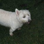 clover-lead West highland terrier being walked at Boden Boo