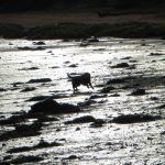 Dog running on the beach in Erskine