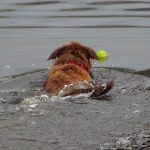 Collie swims out to get ball