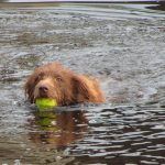 Collie swimming in Erskine with ball in mouth