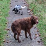 Dog walking in Erskine