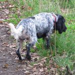 Blue roan cocker spaniel sniffing