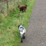 Dogs at Marhall