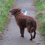 Brown collie and blue cocker