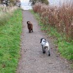 Roan cocker spaniel and chocolate collie