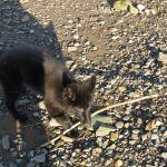Puppy carrying stick