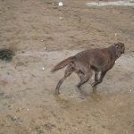 harris-soaked Chocolate Labrador running after stick