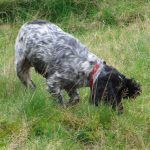Blue roan cocker spaniel