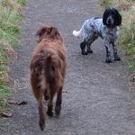 Cocker spaniel and collie