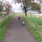Dogs walking past Marhall golf course