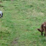 Dogs playing on grass