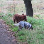 Collie and cocker spaniel walking in Boden boo