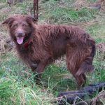 Chocolate collie cross