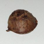 liver cake cupcake