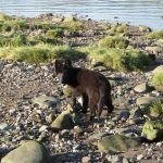 Puppy playing off lead