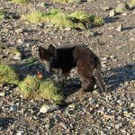 Black puppy at beach
