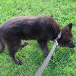 Dog walking puppy on lead