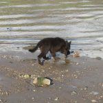 German shepherd puppy walking on beach