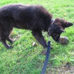 German shepherd puppy sniffing
