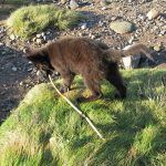 Black long coated German shepherd puppy