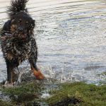 Dog shaking himself dry after being in the river clyde