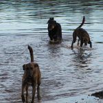 Lurchers and collie cross playing with ball