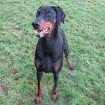 Langbank dog waits for a treat