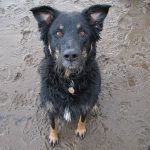 dog posing for a picture