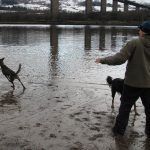 Bishopton dog walker throwing ball for dogs in Erskine