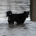 Dog standing in water
