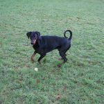 Dog playing with ball