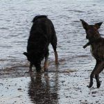 Dogs playing with ball
