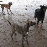 Dogs waiting to play