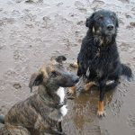 Dogs sit nice for treat