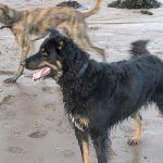 Collie cross