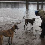 Dog walker picking up ball on a dirty beach to throw