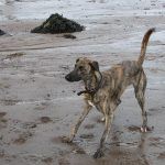 Dog prepares to chase after ball