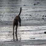 Lurcher sprinting in Erskine