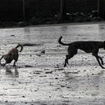 Lurchers running