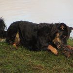Dog chewing on a piece of wood!