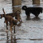 Three dogs standing in the River Clyde
