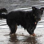 collie cross in the river clyde