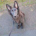 Taking puppy Skye dog walking in Bishopton