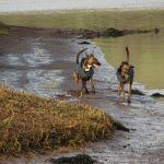 Lurchers running at the beach in Erskine